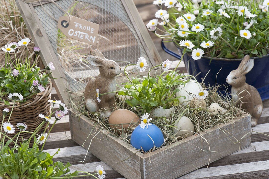 Easter nest of hay in wooden box with lid, bellis perennis