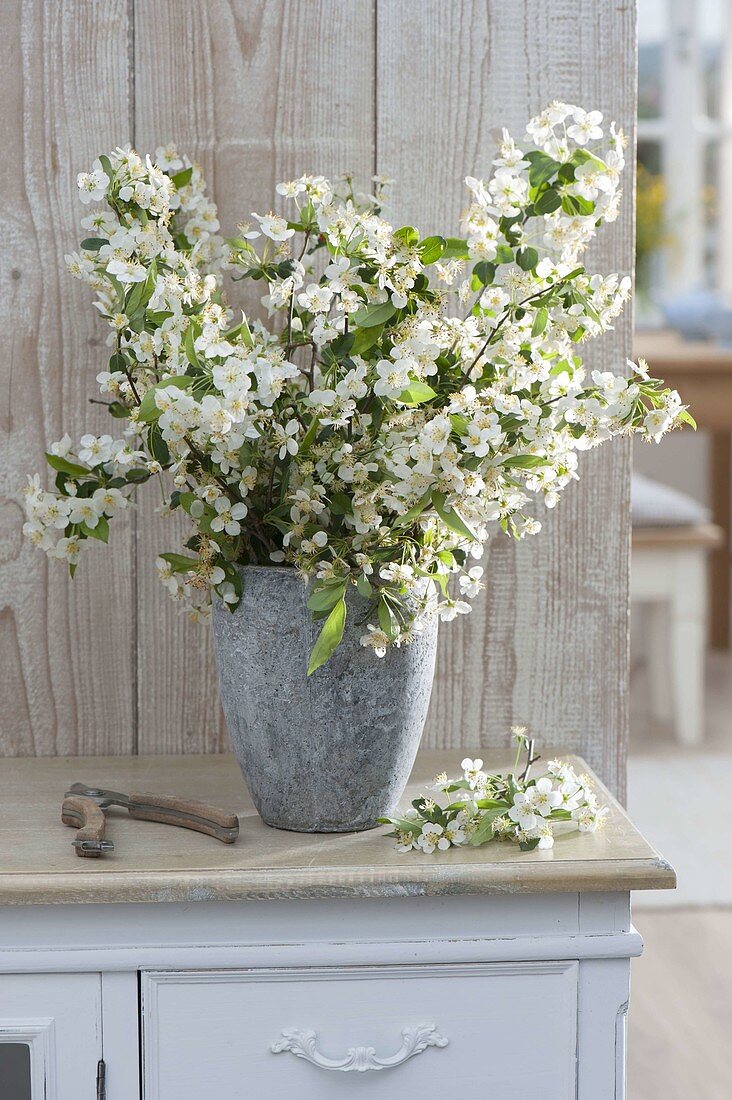 Blühende Zweige von Malus (Zierapfel) in grauer Vase