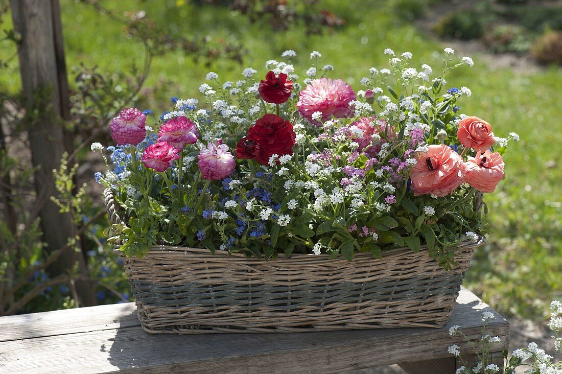 Korbkasten mit Myosotis (Vergissmeinnicht) in drei Farben und Ranunculus