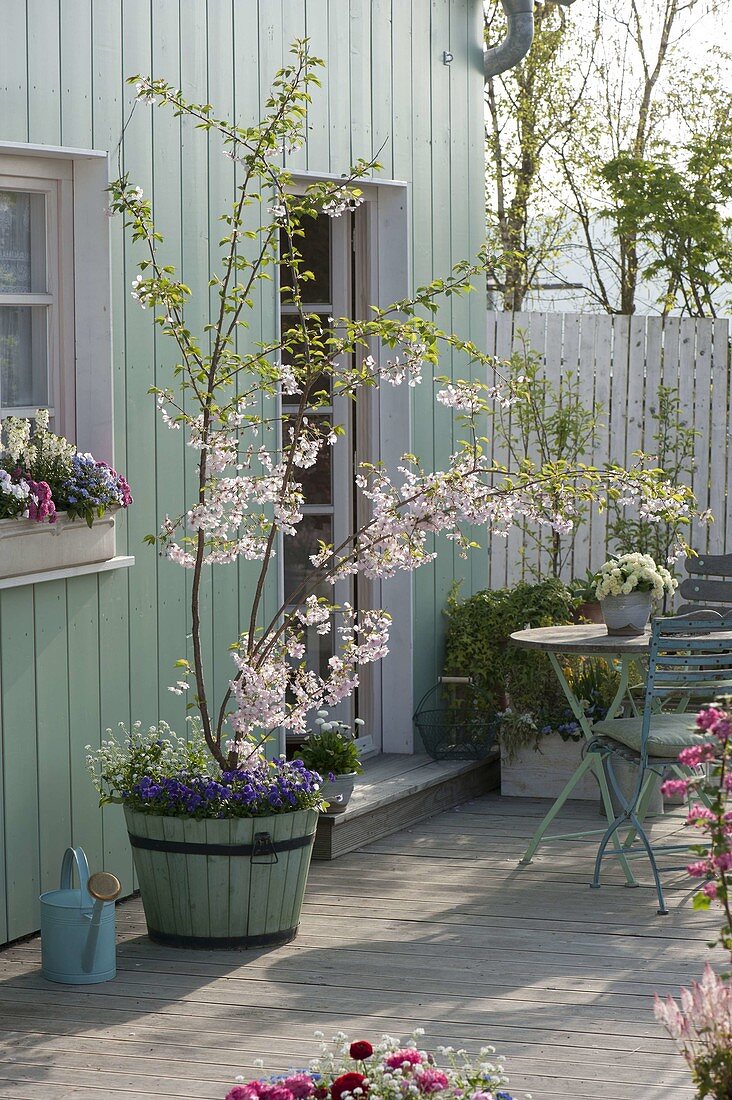 Terrace with Prunus 'Accolade' in the wooden tub, underplanted
