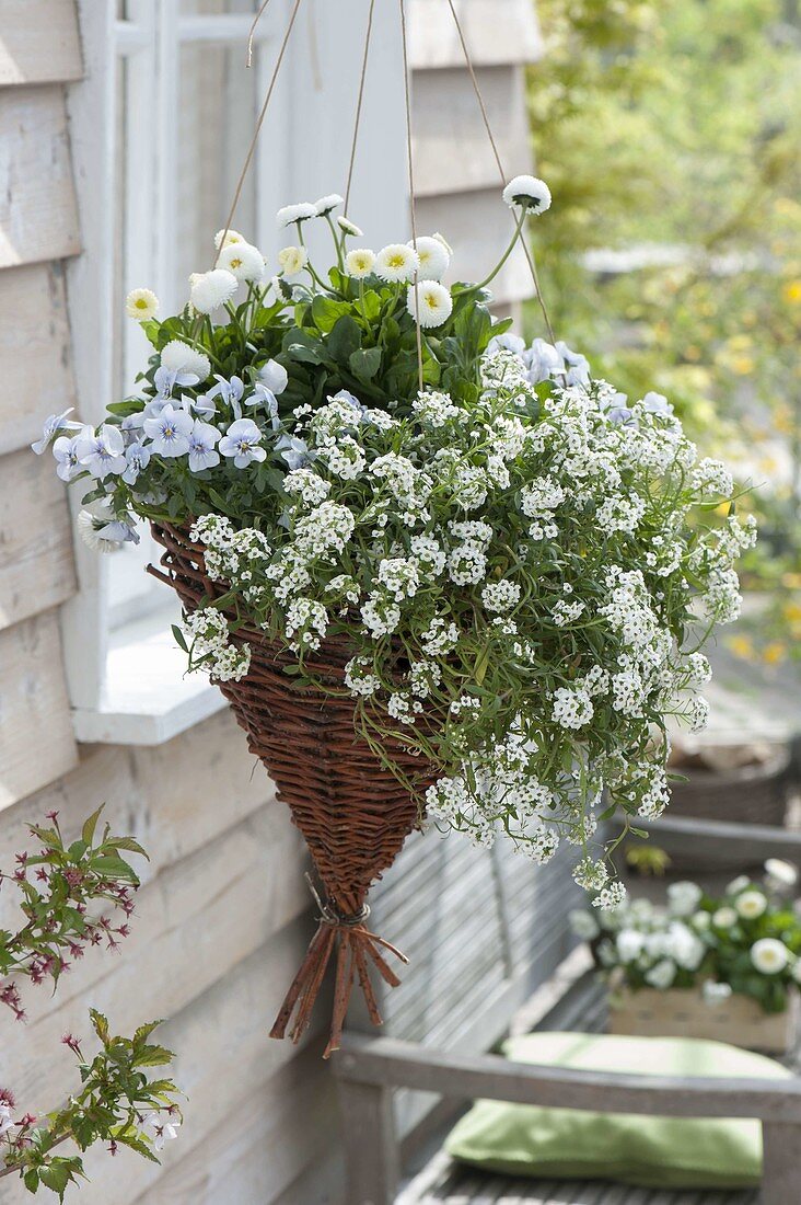 Selfmade hanging basket planted with white willow