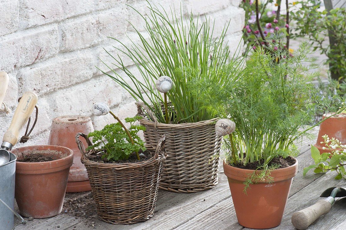 Körbe und Tontopf mit Kräutern : Petersilie (Petroselinum), Dill (Anethum)