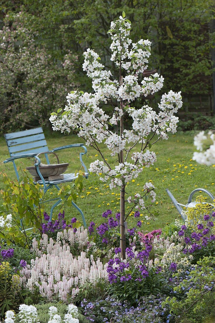 Malus 'Everste' (Zierapfel) mit Tiarella 'Snow Blanket' (Schaumblüte)