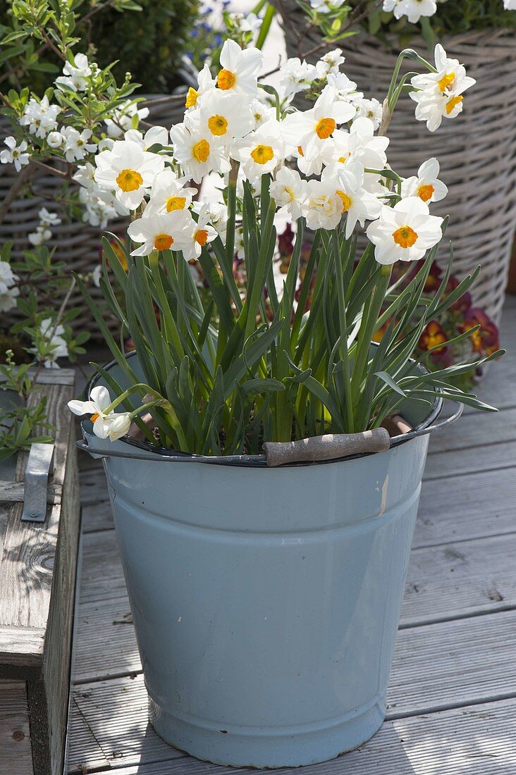 Narcissus tazetta 'Geranium' (Narcissus) in an enamel bucket