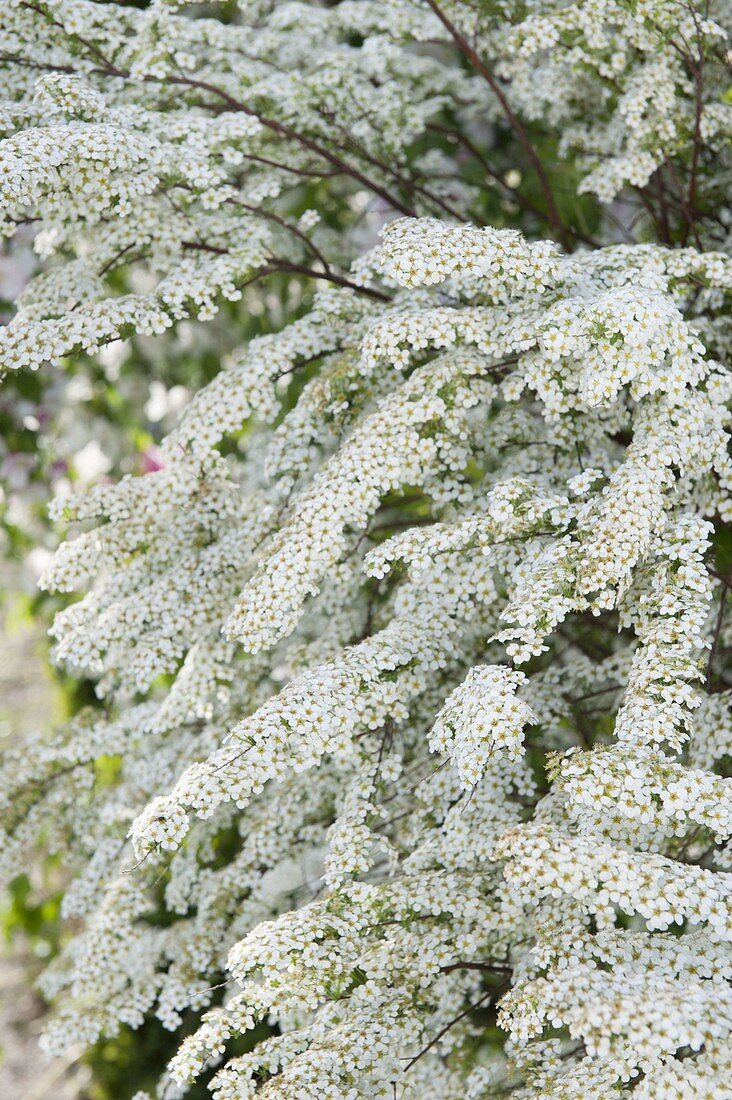 Spiraea x arguta (Brautspiere, Schneespiere)