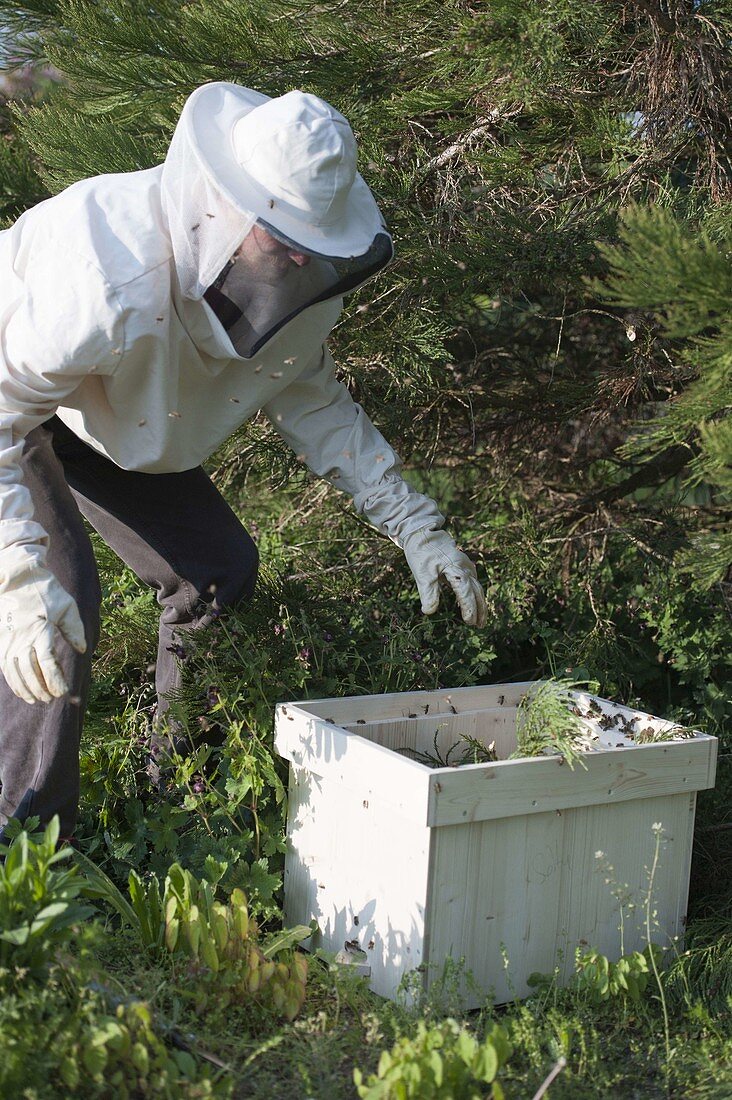 Bienen schwärmen im Frühling