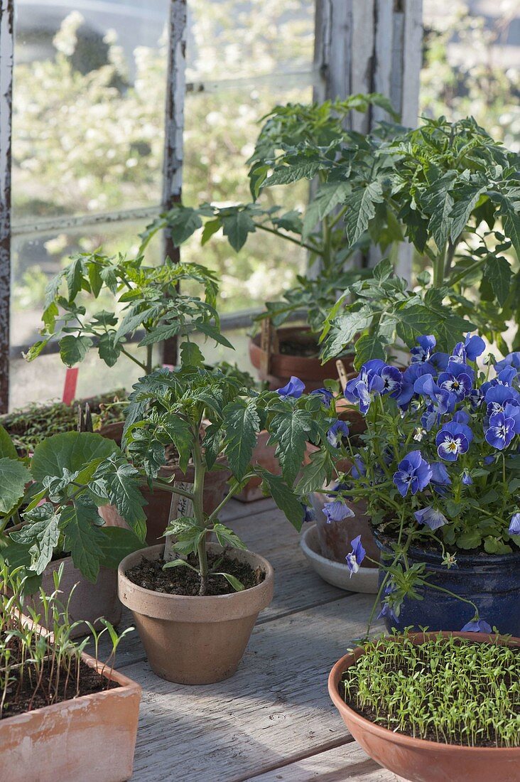 Prefer to plant vegetables and summer flowers in the greenhouse