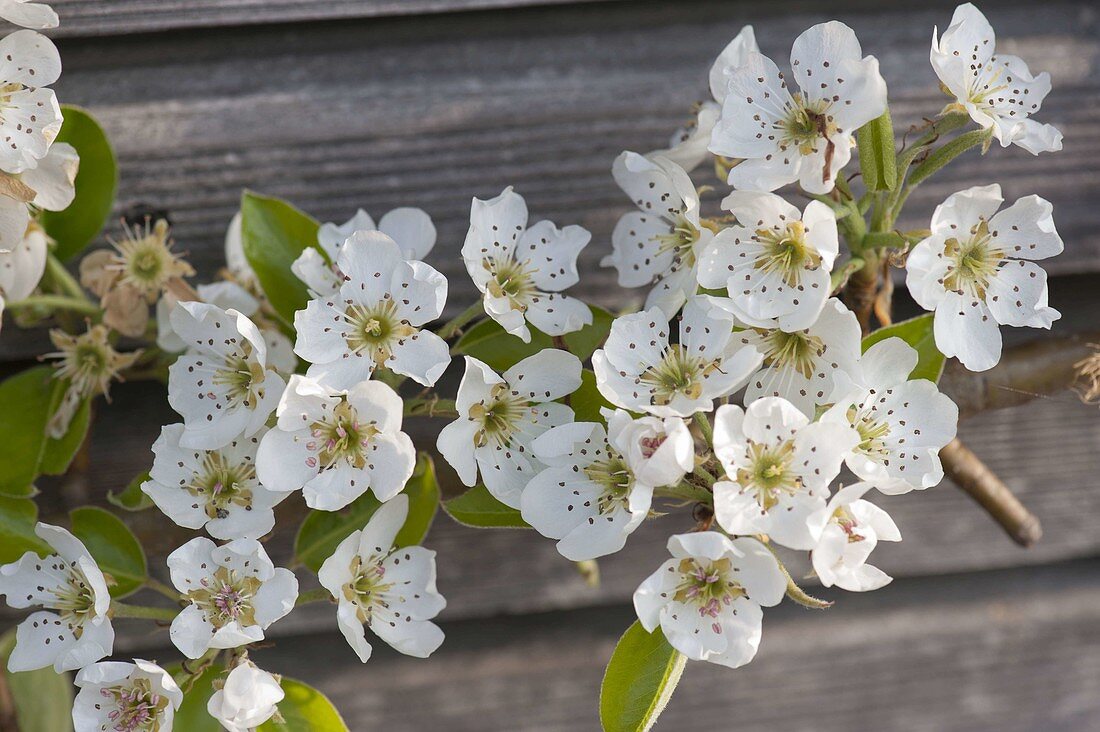 Pears 'Williams Christ' (Pyrus) blossoms on the trellis