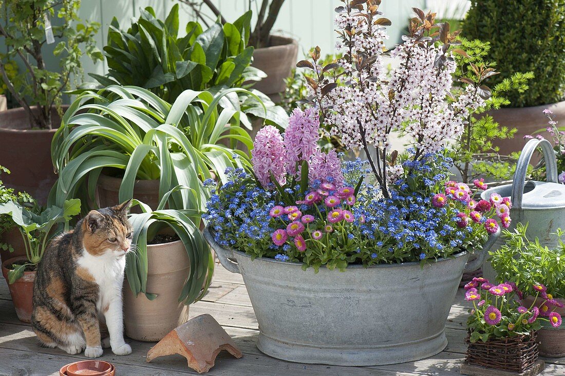 Alte Zinkwanne mit Fruehlingsbluehern bepflanzt