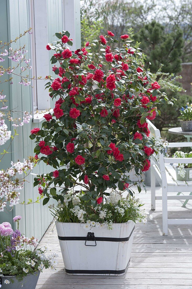 Camellia japonica 'Flame' in white wooden tub, underplanted