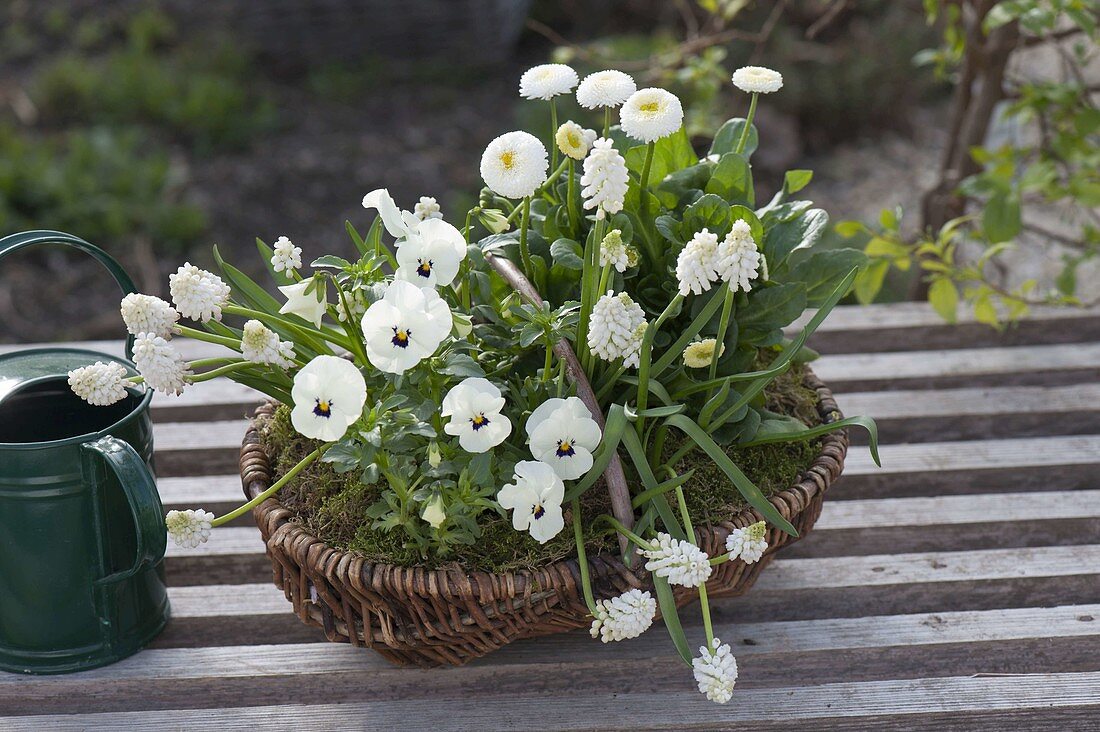 Weidenkorb mit Viola cornuta 'White with Blotch' (Hornveilchen), Muscari