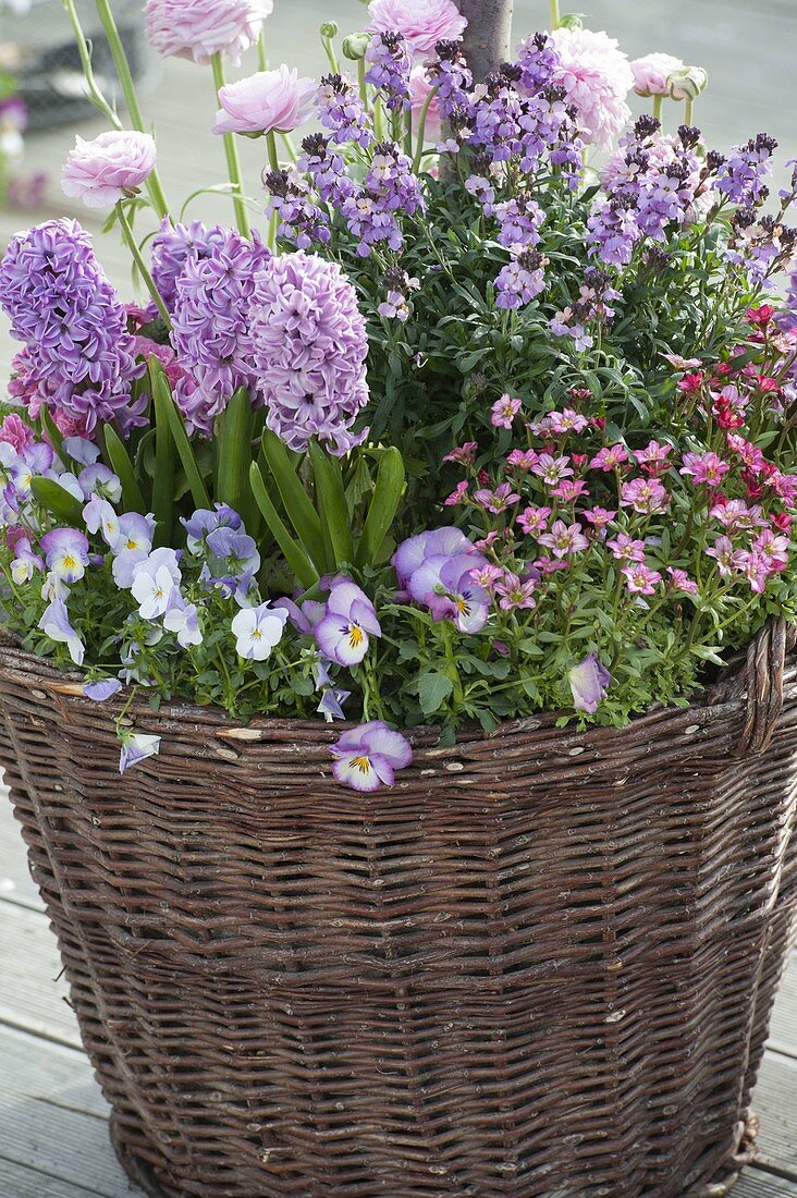 Hyacinthus 'Splendid Cornelia' (Hyazinthen), Saxifraga Alpino 'Rose'