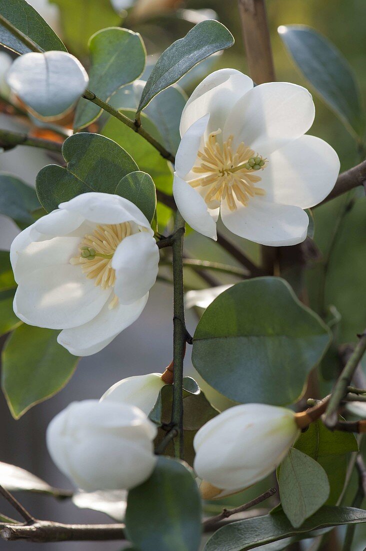 Magnolia dianica 'Summer Snowflake' syn. Michelia yunnanensis