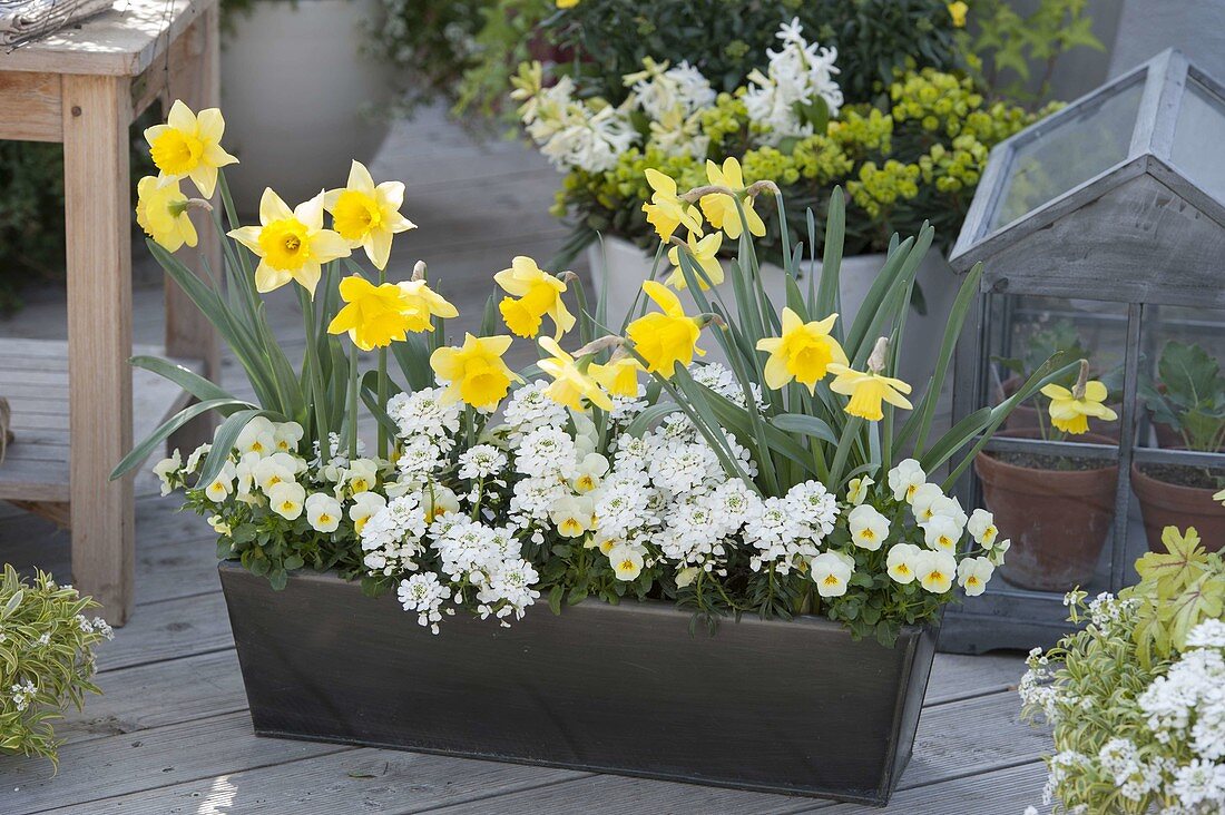 Metallkasten mit Narcissus (Narzissen), Iberis 'Snowball' (Schleifenblume)