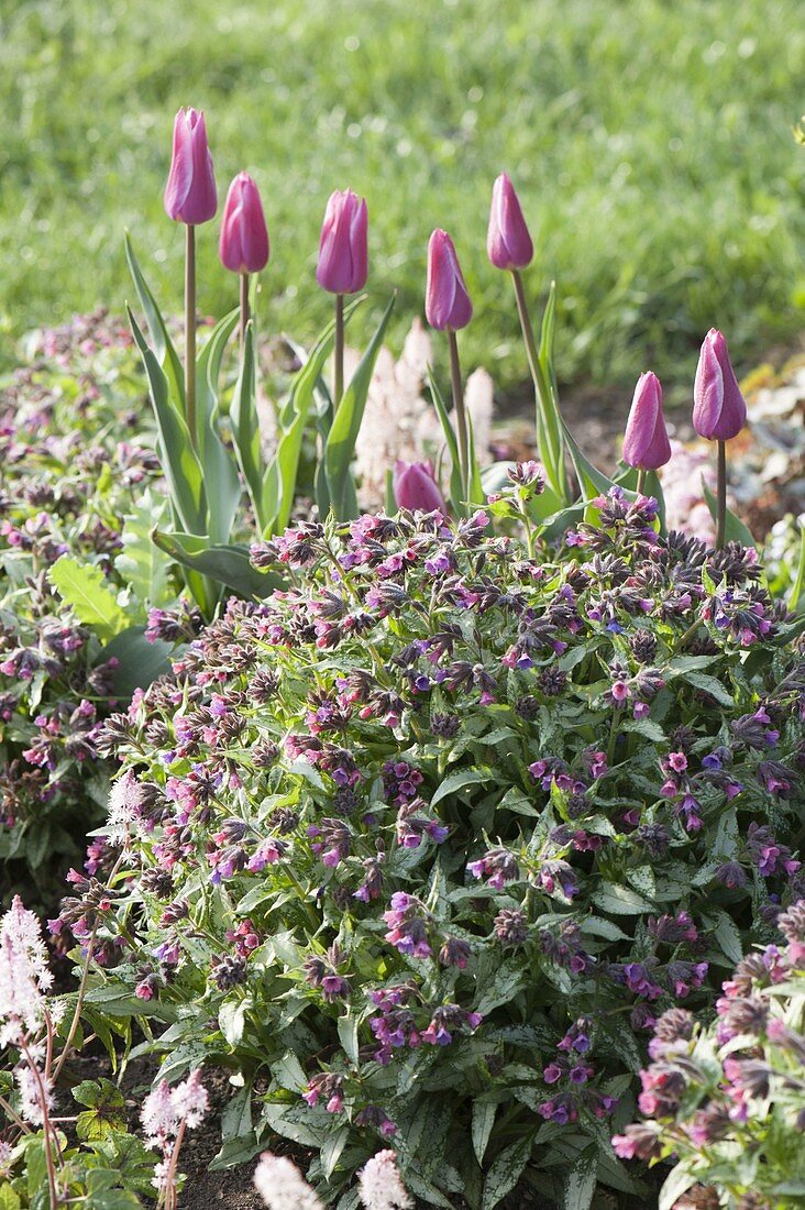 Pulmonaria 'Silver Bouquet' (Lungenkraut) und Tulipa (Tulpen)