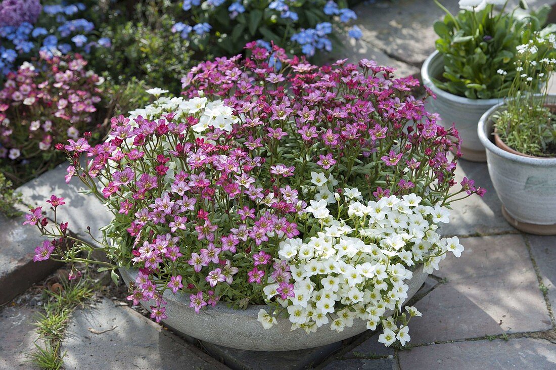 Schale mit Saxifraga arendsii Alpino 'White' 'Rose' (Moossteinbrech)