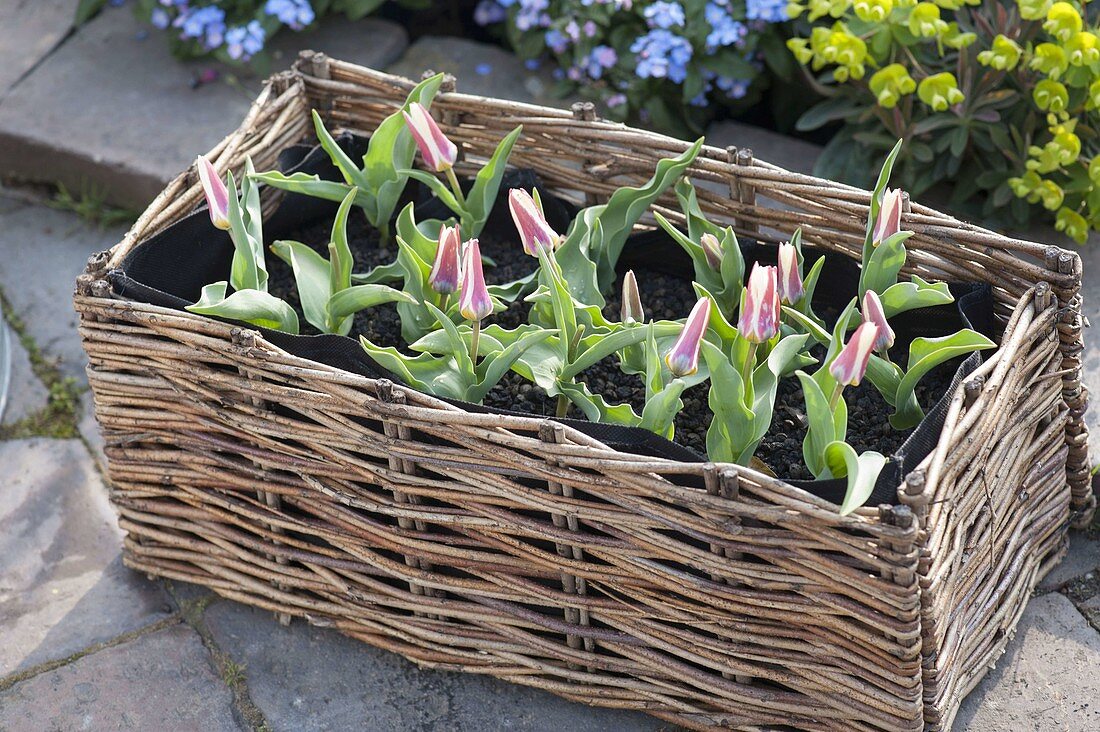 Tulipa kaufmanniana 'The First' in the Plantbag in wickerwork