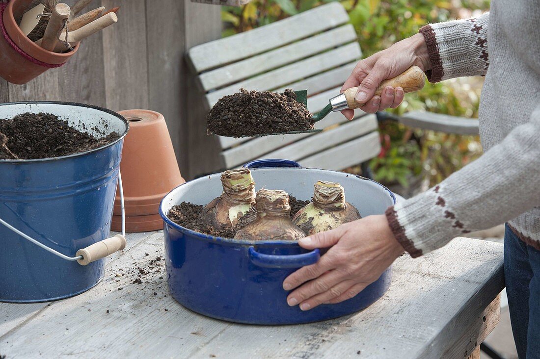 Planting Amaryllis in blue enamel pot