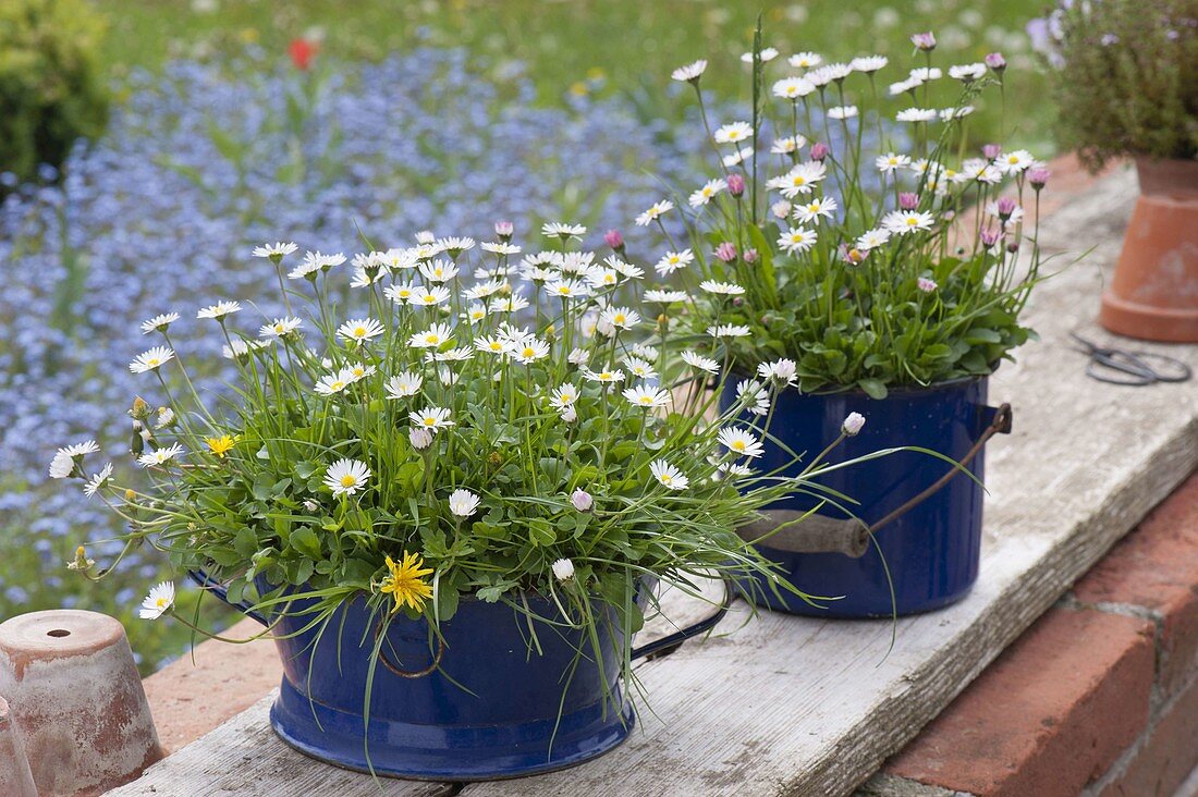 Blue enamel pots planted with meadow, Bellis perennis