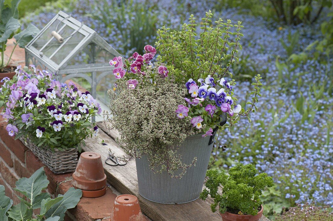 Zinc bucket and basket box treated with Viola cornuta,