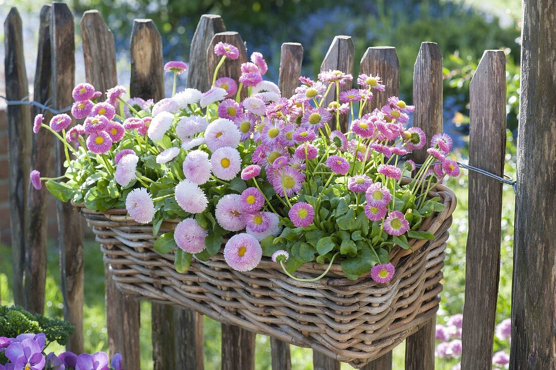 Basket with Bellis (daisies) hanged on Hanichelzaun