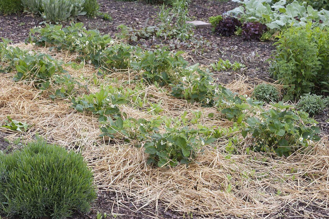 Flowerbed with flowering strawberries (Fragaria), mulched with straw