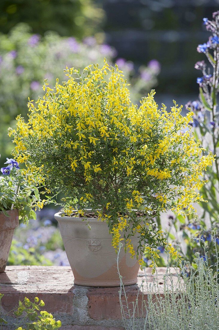 Genista germanica (Deutscher Ginster) in handgetöpferter Keramik