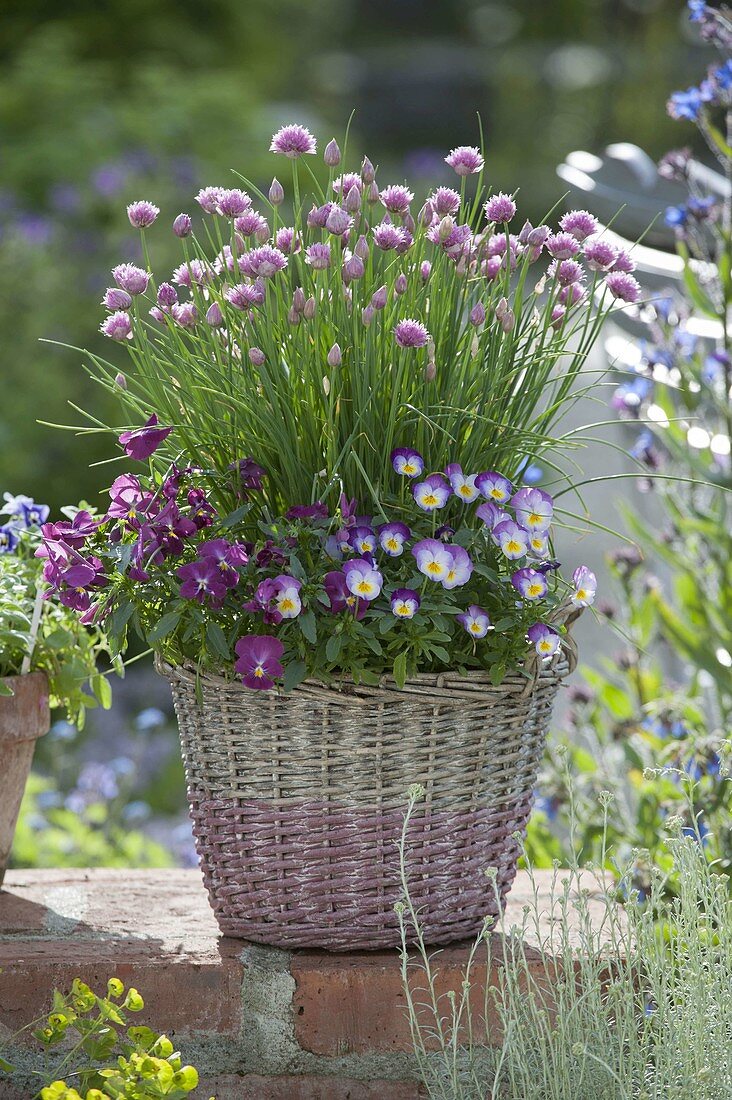 Basket with blooming chives and viola cornuta