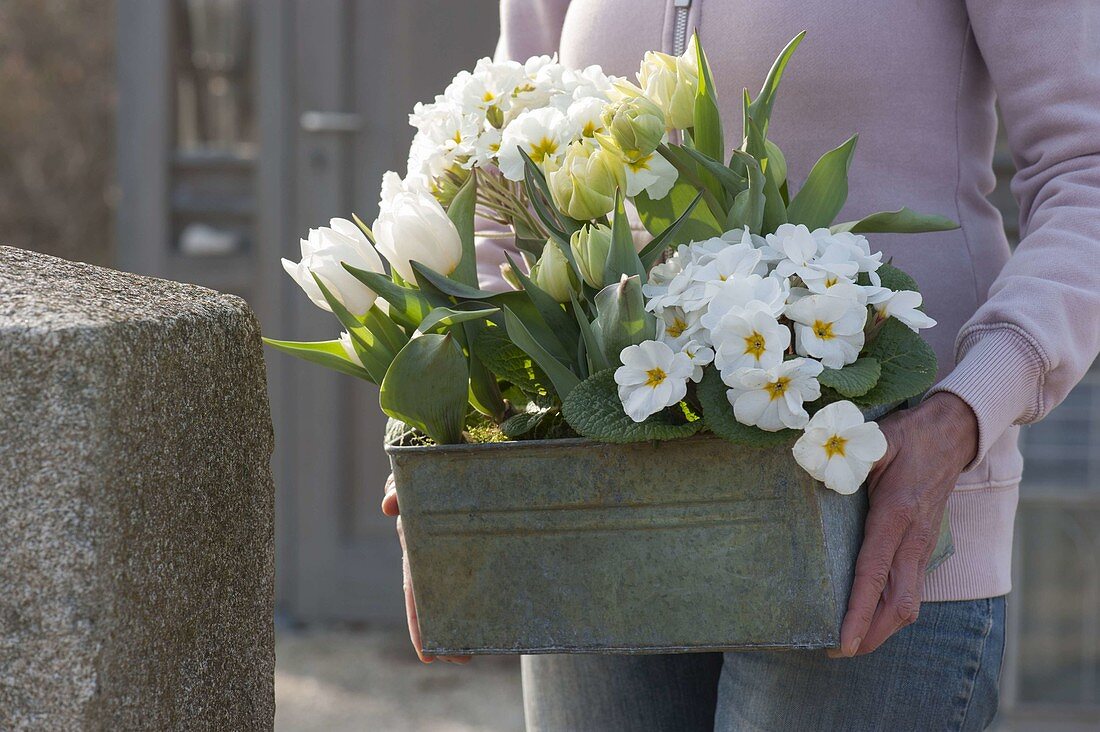 Woman carries tin box with primula acaulis and white tulipa