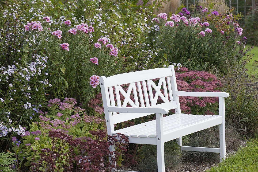 White wooden bench on autumnal bed with aster and sedum telephium