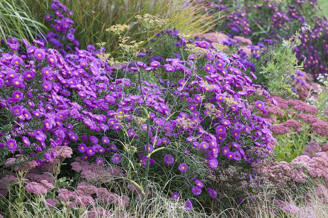 Aster novi-belgii 'Fuldatal' (Glattblattaster, Herbstaster)