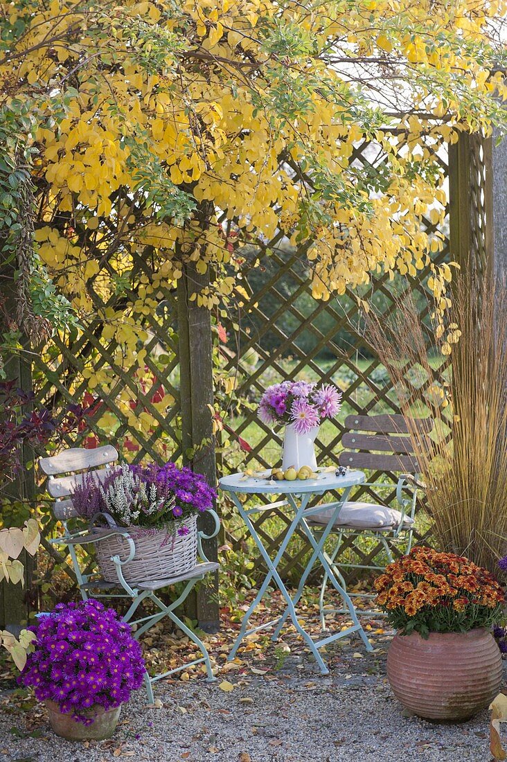 Kleiner Sitzplatz unter Celastrus (Baumwürger) in gelber Herbstfärbung