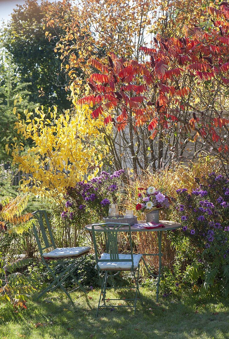 Kleiner Sitzplatz neben Rhus typhina (Essigbaum) und Morus nigra