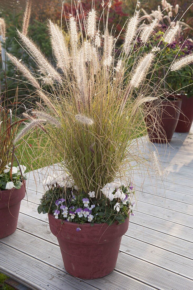 Pennisetum 'Cassian' (Federborstengras)