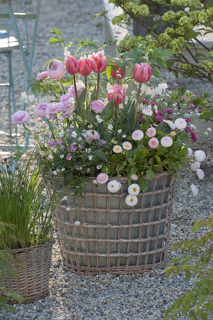 Basket with metal insert planted with spring flowering plants
