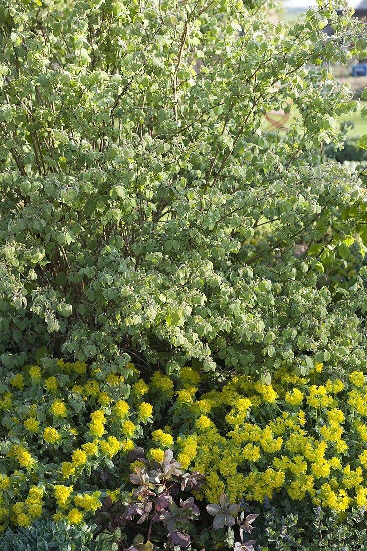 Lonicera xylosteum (Heckenkirsche) mit Euphorbia (Wolfsmilch)