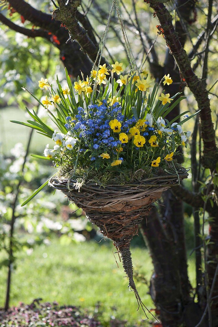 Homemade flower basket from willow to tree