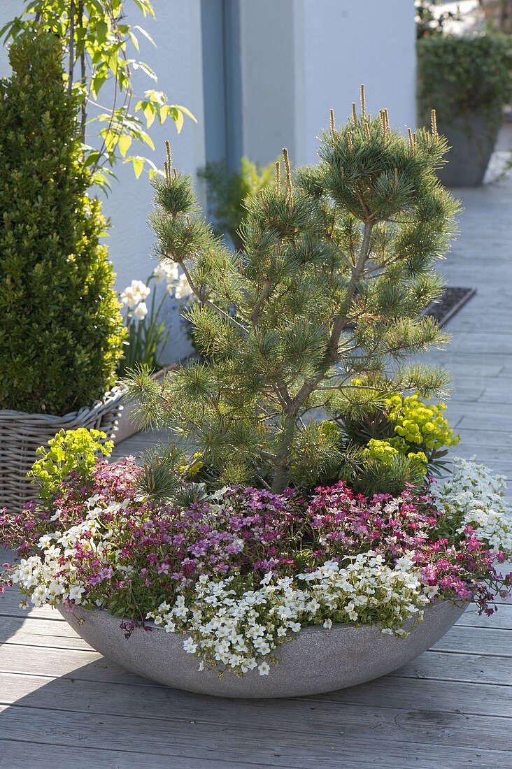 Bowl with Saxifraga arendsii Alpino 'White' 'Rose'