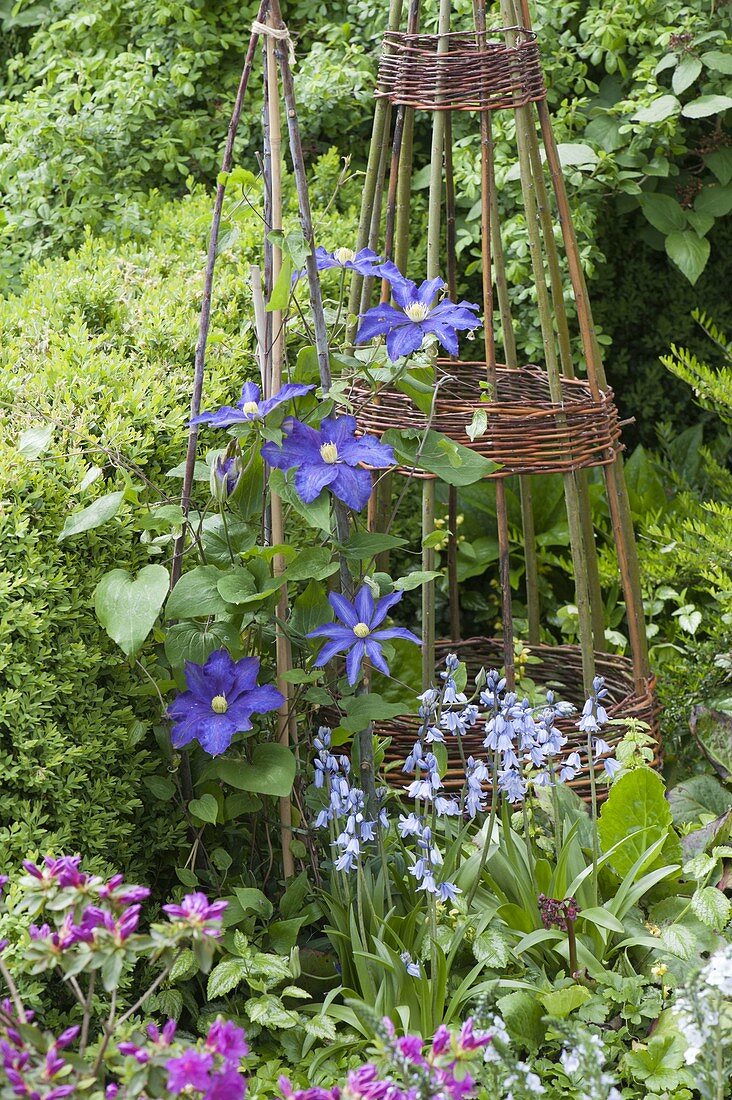 Clematis 'Kamila' (clematis) in the bed, Scilla hyacinthoides