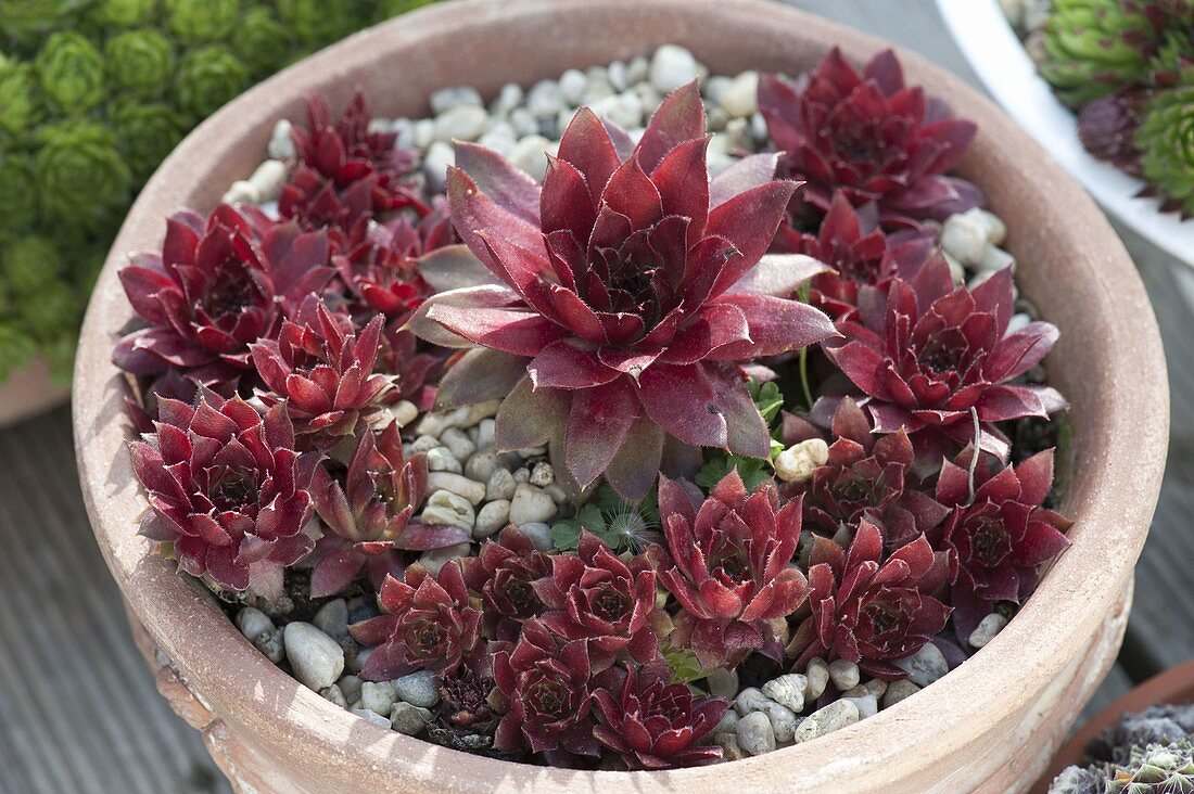 Sempervivum hybridum 'Granat' (Hauswurz, Dachwurz) in Terracotta