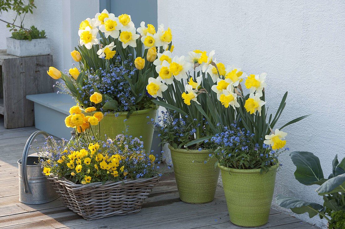 Fruehlingsblueher in Toepfen und Korb am Hauseingang : Narcissus 'Goblet'