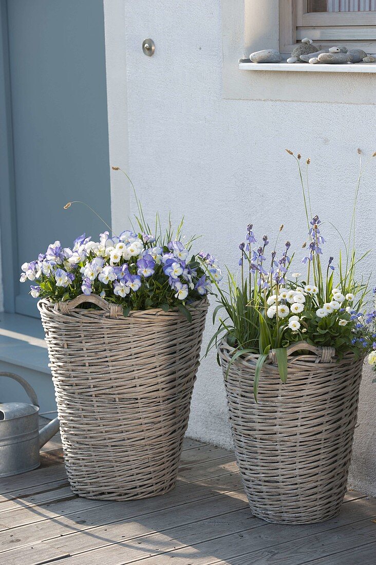 Hohe graue Körbe mit Fruehlingsbluehern neben Hauseingang