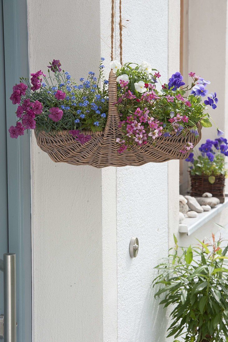 Wicker basket planted as a hanging basket with Dianthus, Myosotis