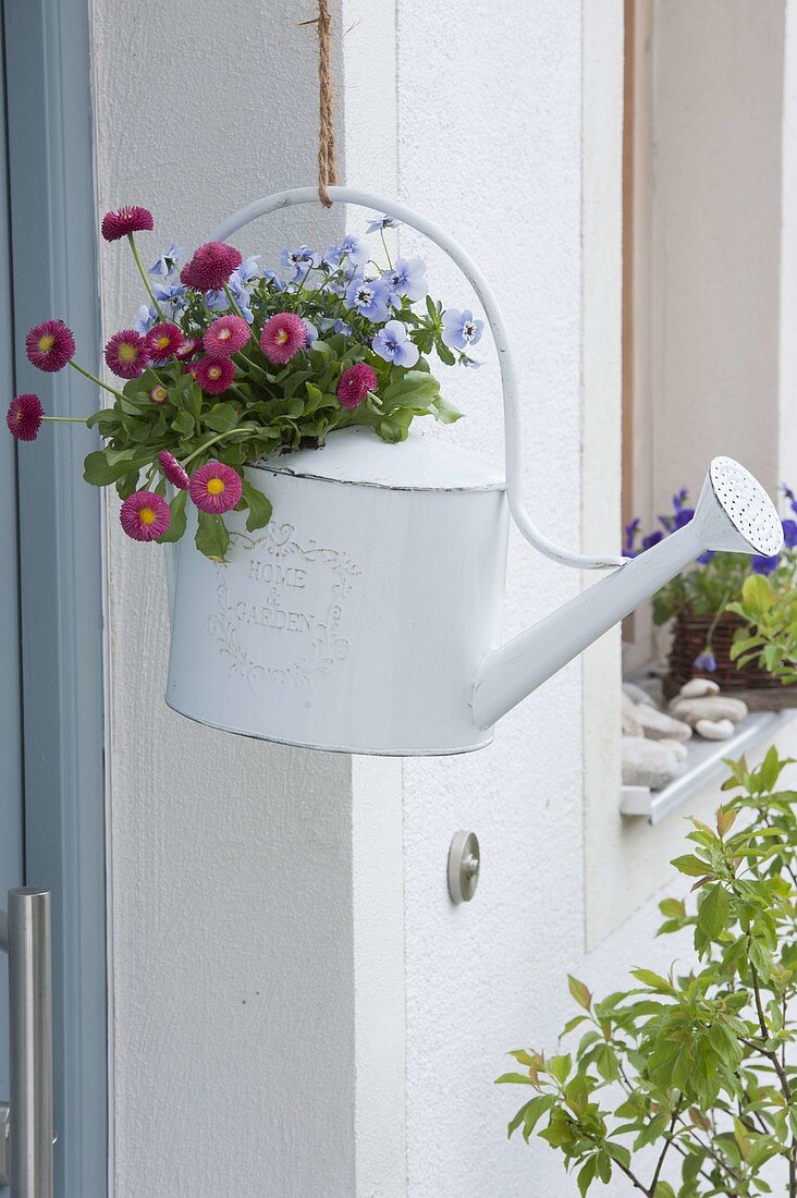 Hanging white watering can planted with Bellis