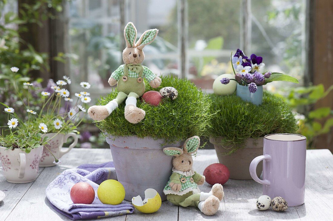 Pots with Sagina as easter-eggs with fabric easter bunny