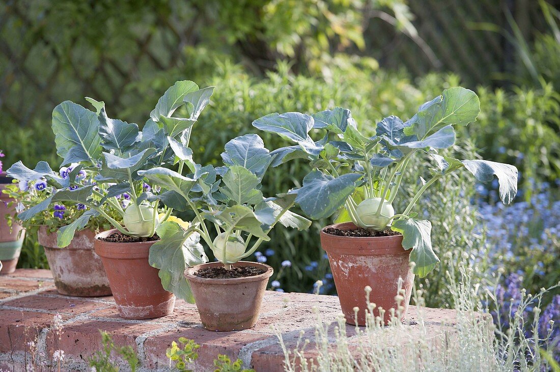 Kohlrabi (Brassica) in clay pots on garden wall
