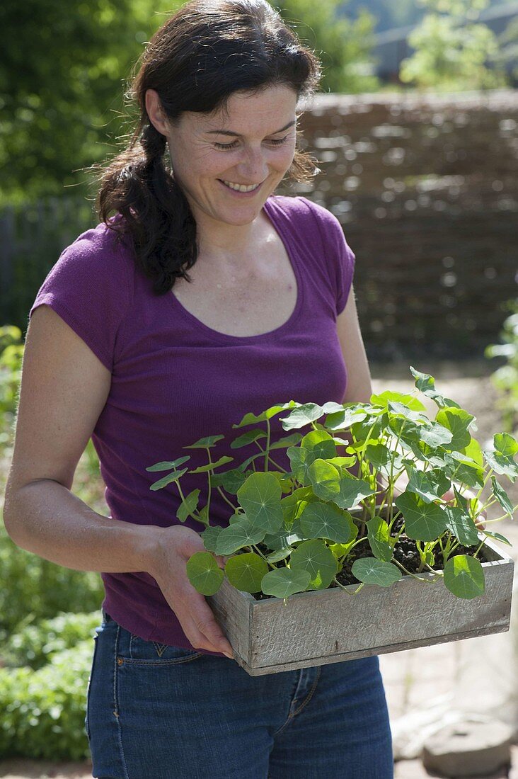 Woman with young Tropaeolum plants in wooden box