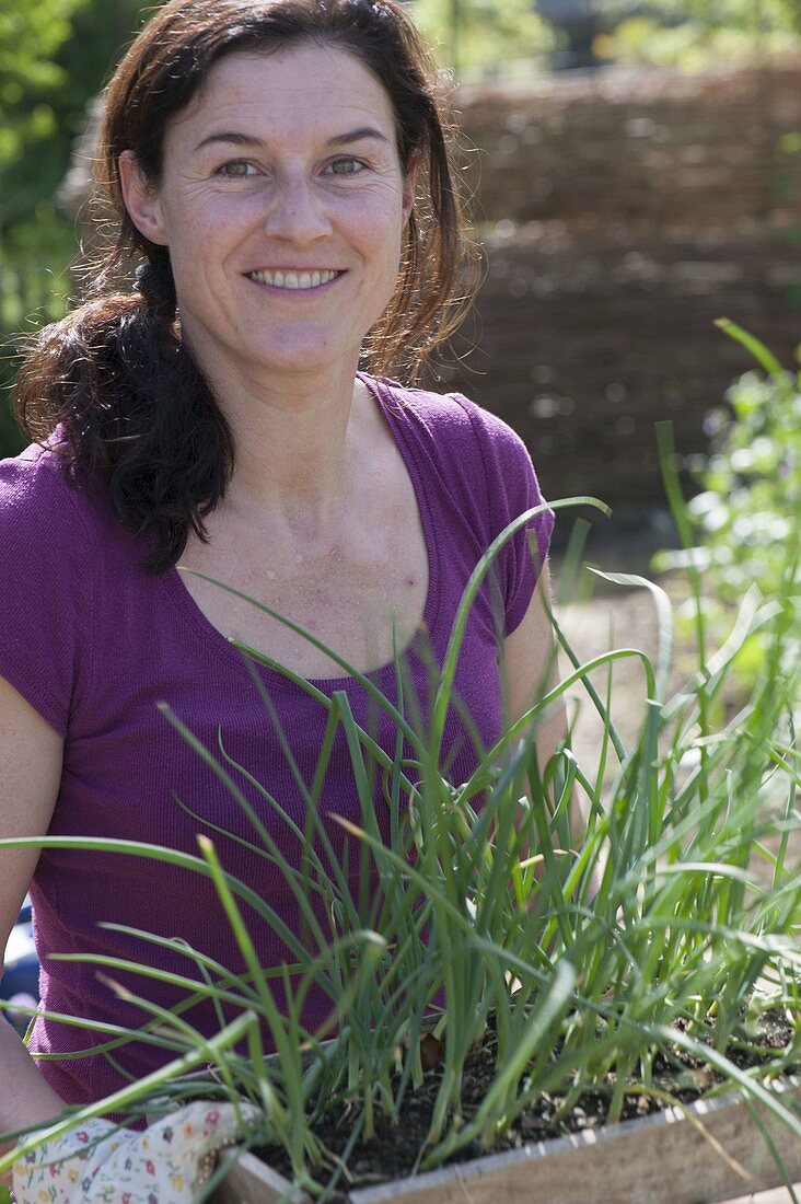 Frau mit Jungpflanzen von Zwiebeln (Allium cepa) in Holzkistchen