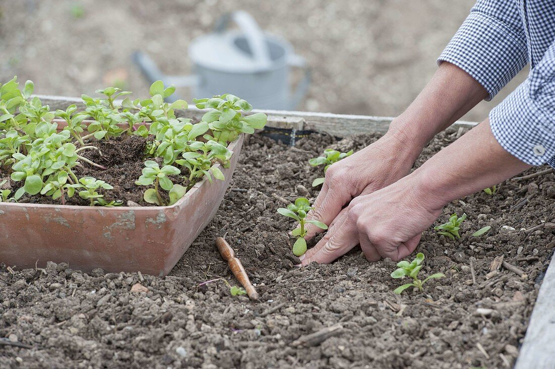 Plant young purslane plants in the raised bed