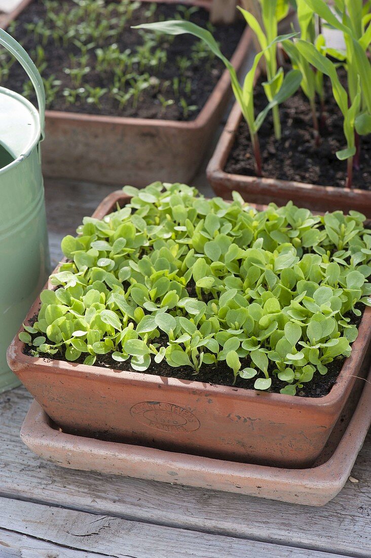 Seedlings of green salad in terracotta bowl